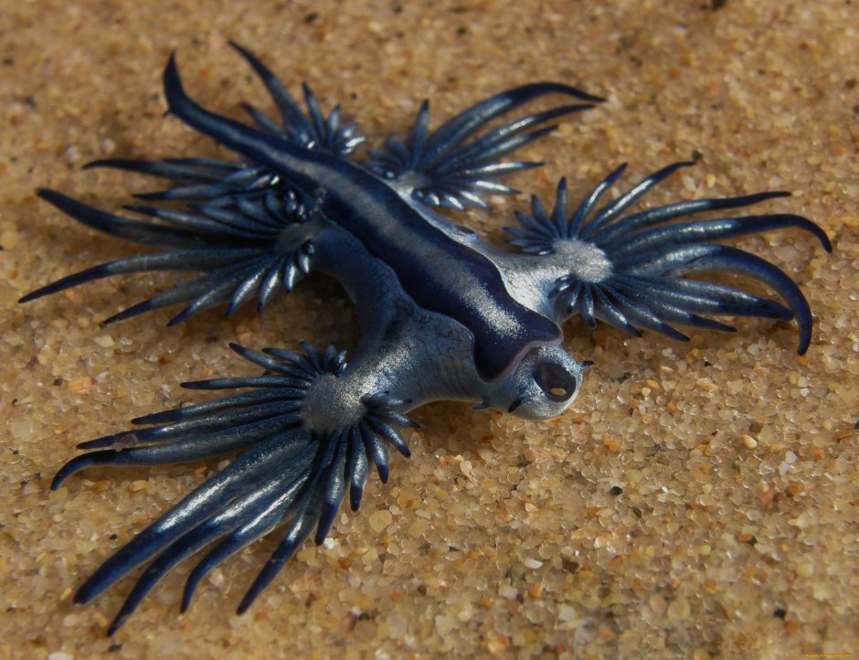 Glaucus Atlanticus голубой дракон