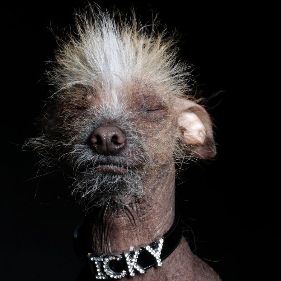 Китайская хохлатая лысая страшная