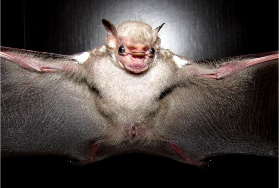 Травоядный Дракула летучая мышь