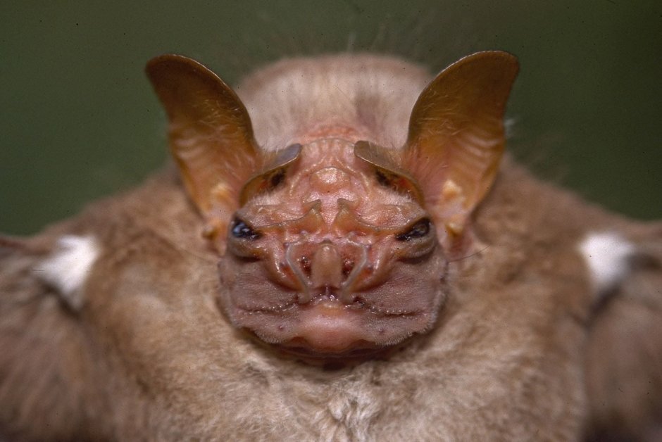 Складчатомордый листонос