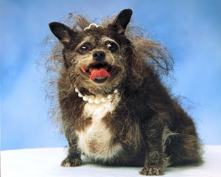 Китайская хохлатая чихуахуа Элвуд