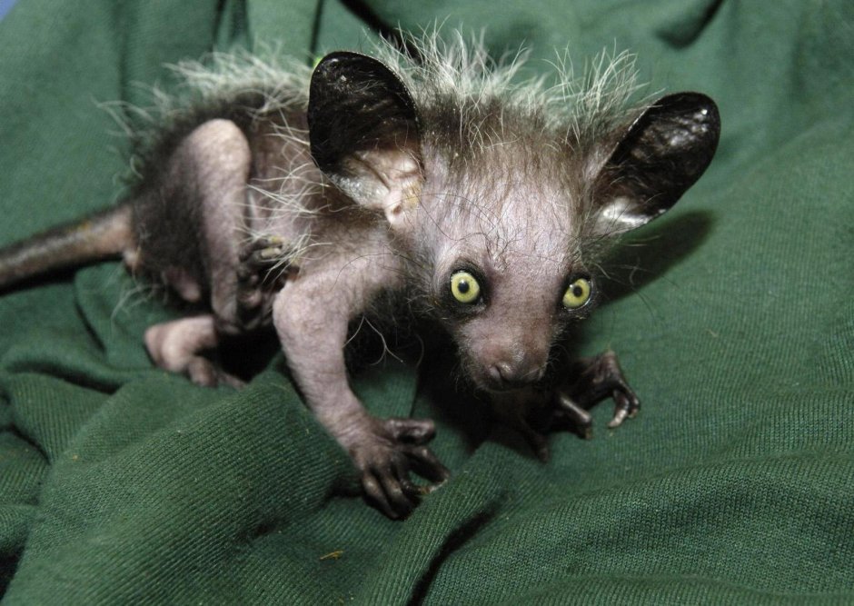 Мадагаскарская руконожка страшная