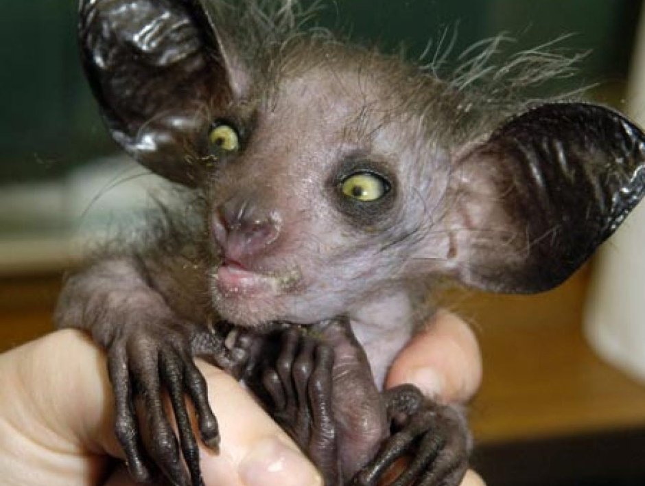 Самые необычные существа на планете