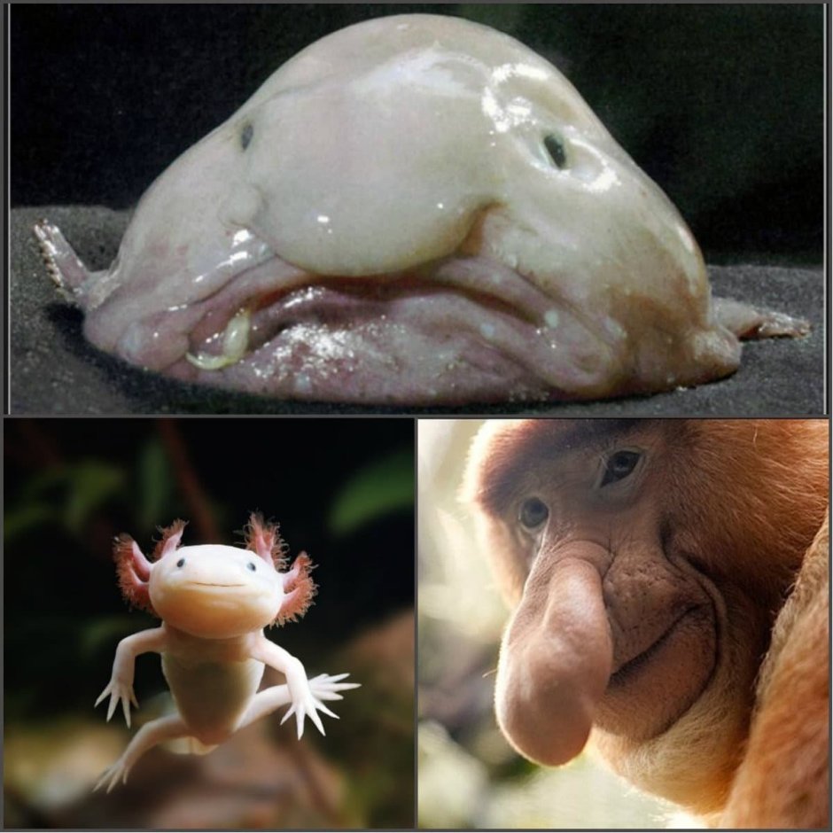 Самые уродливые животные
