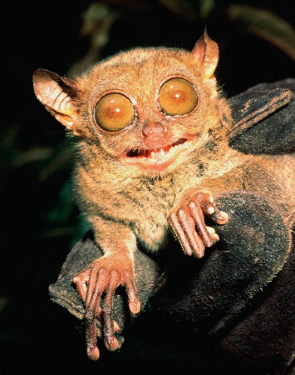 Пурпурная свиноносая лягушка