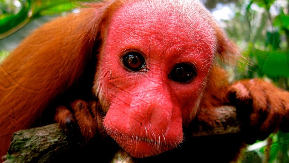 Черноголовый уакари