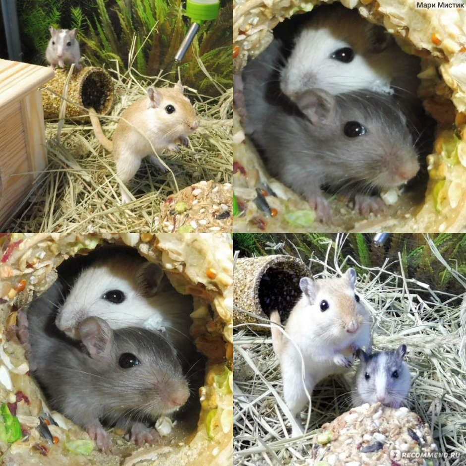 Карликовая Песчанка на белом фоне