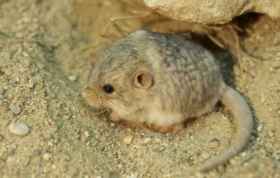 Короткоухая Песчанка