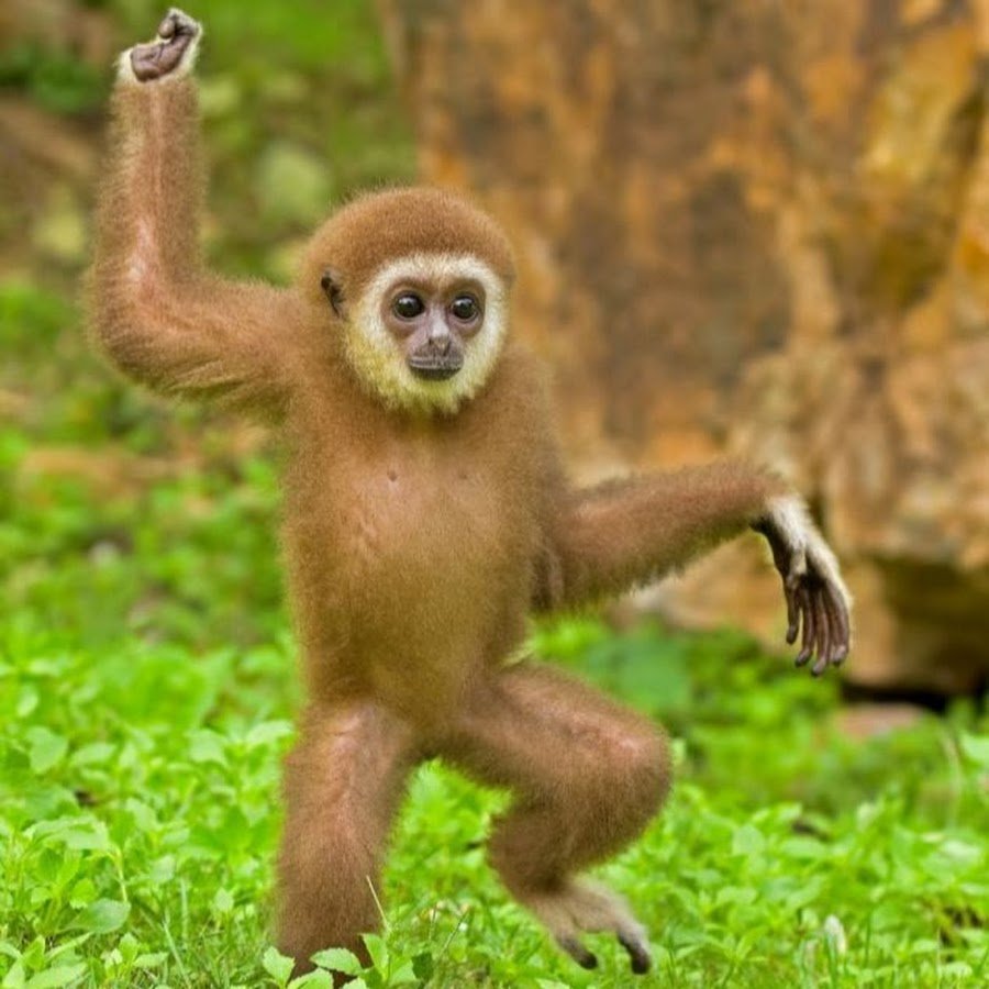 Лапа гиббона