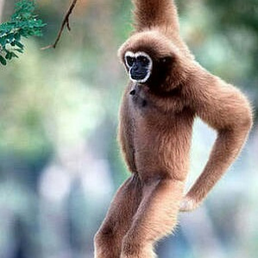 Обезьяна Гиббон