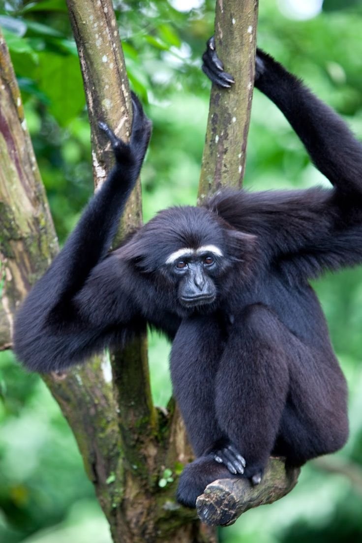 Сиаманг сростнопалый