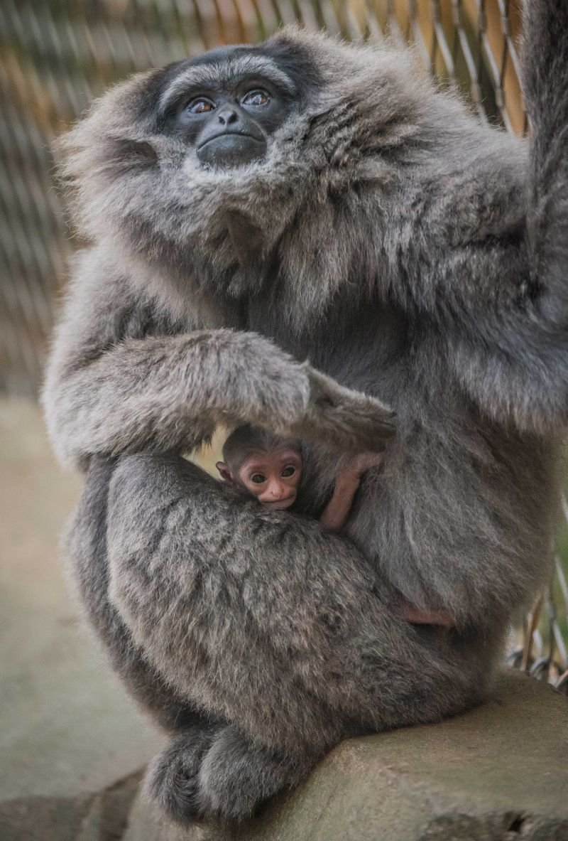 Гиббоновые семейства млекопитающих