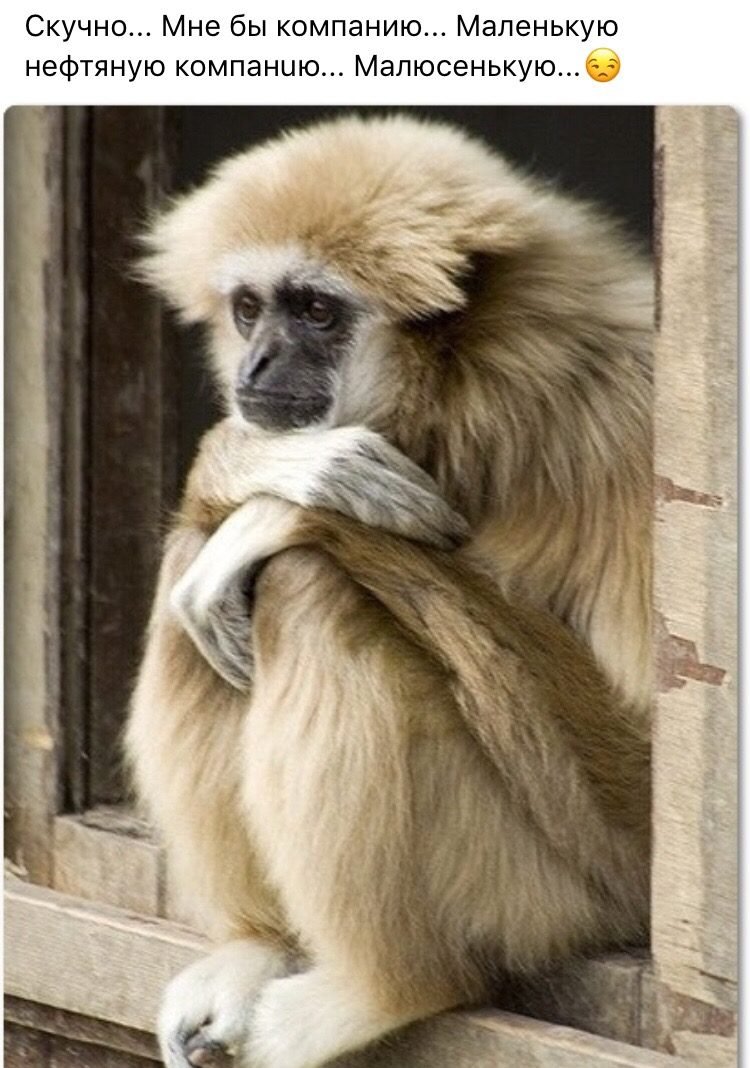 Тоскующий Гиббон Чарли