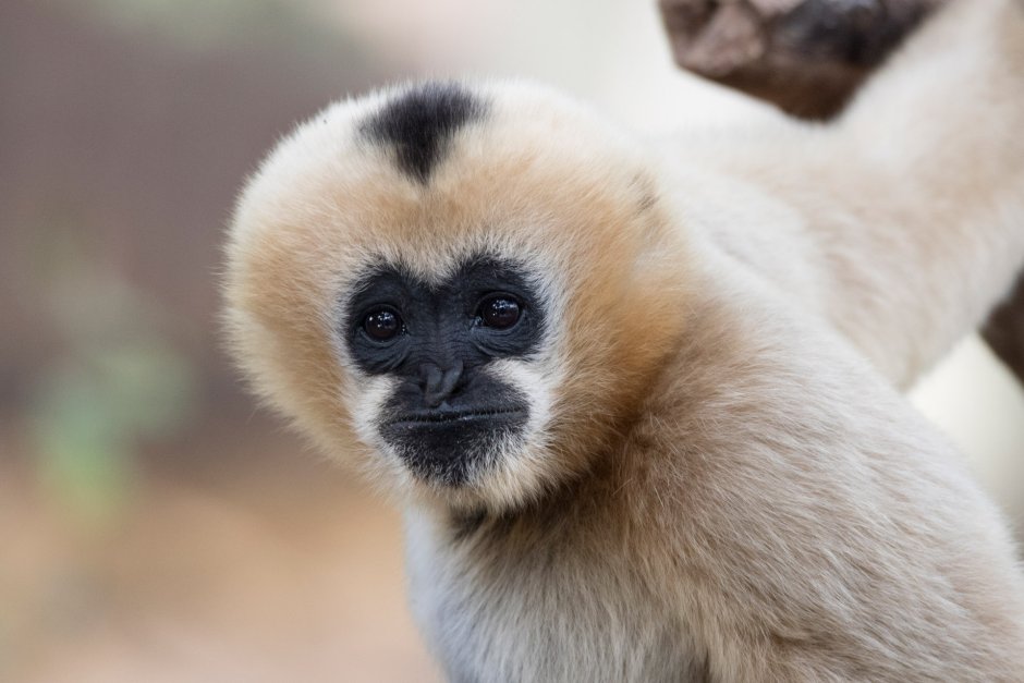 Карликовый Гиббон