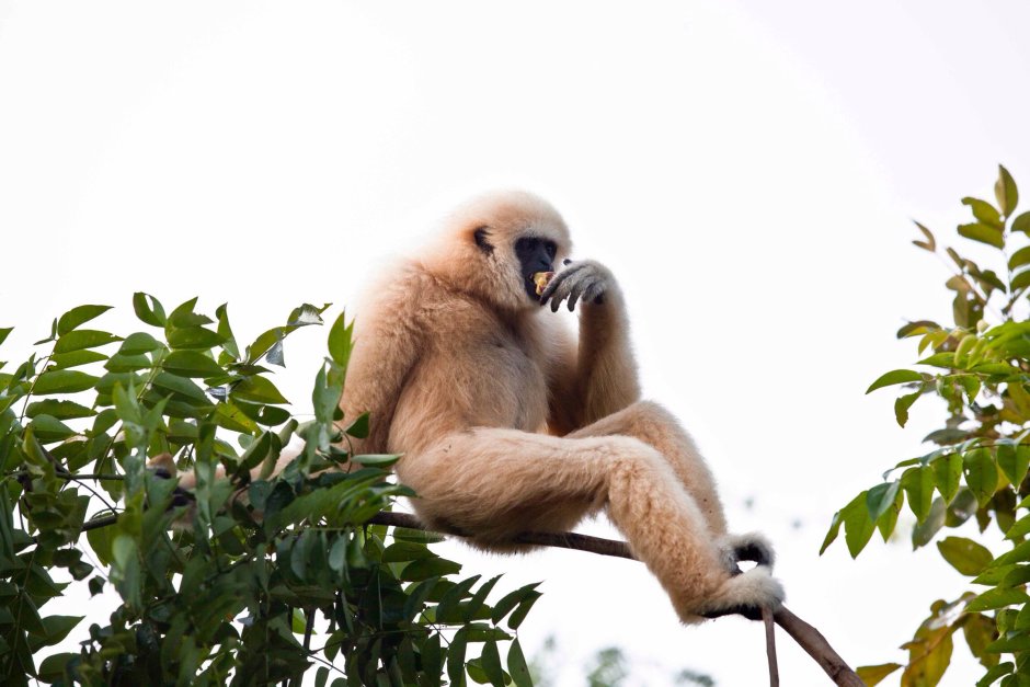 Обои на рабочий стол Гиббон