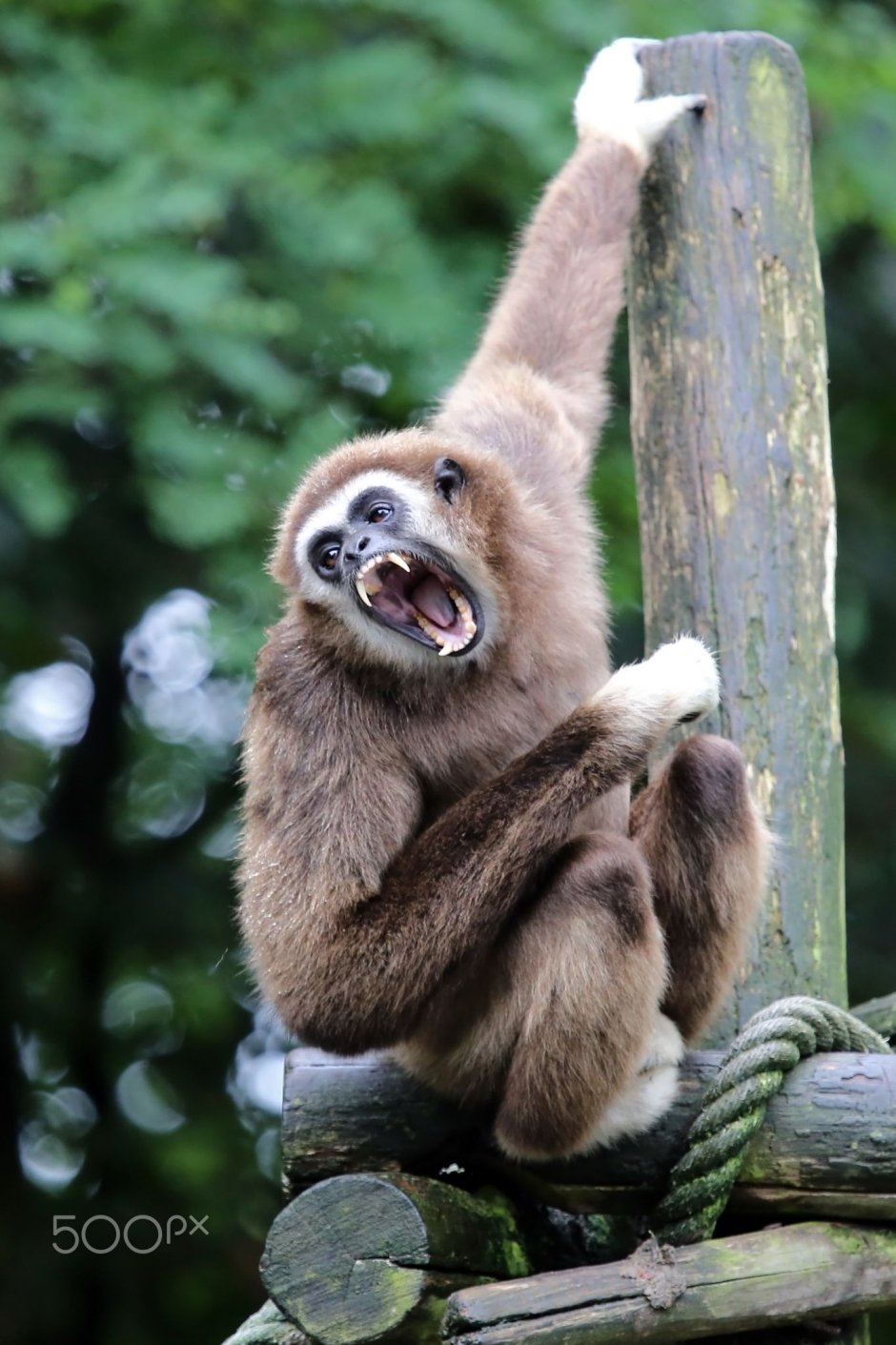 Гиббон обыкновенный отряд ленивцев