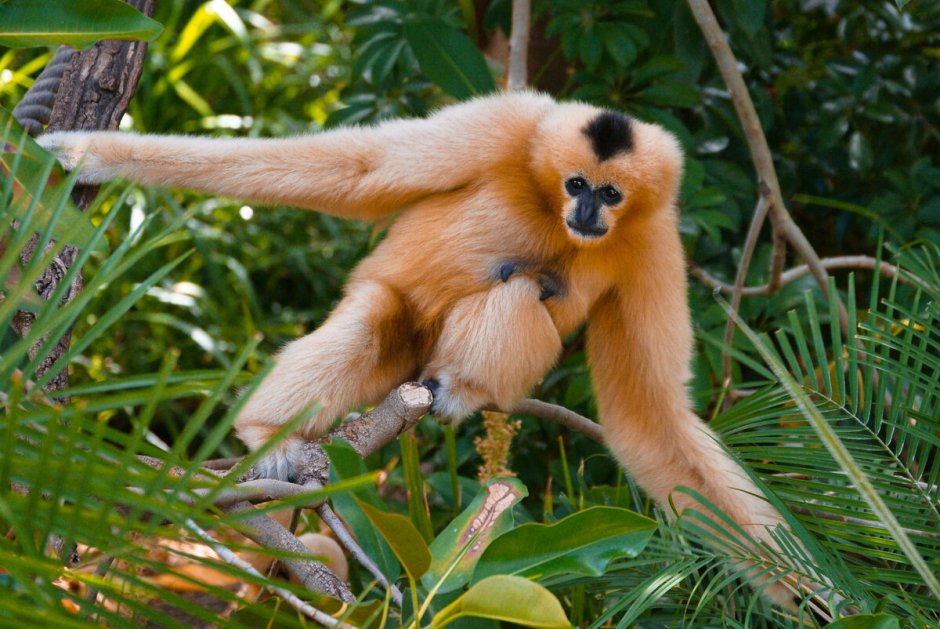 Хайнаньский Гиббон