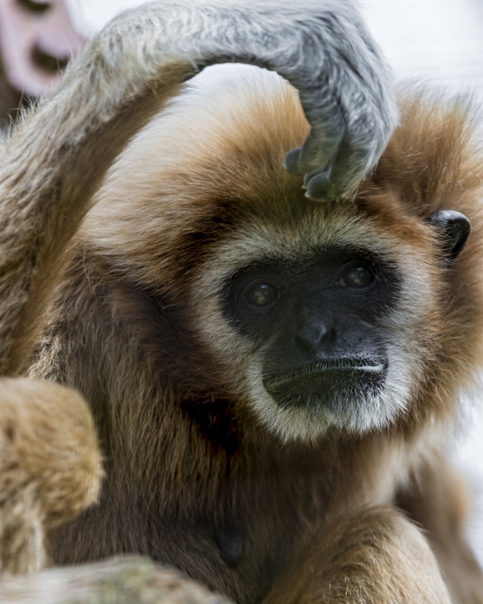 Обезьяна белорукий Гиббон