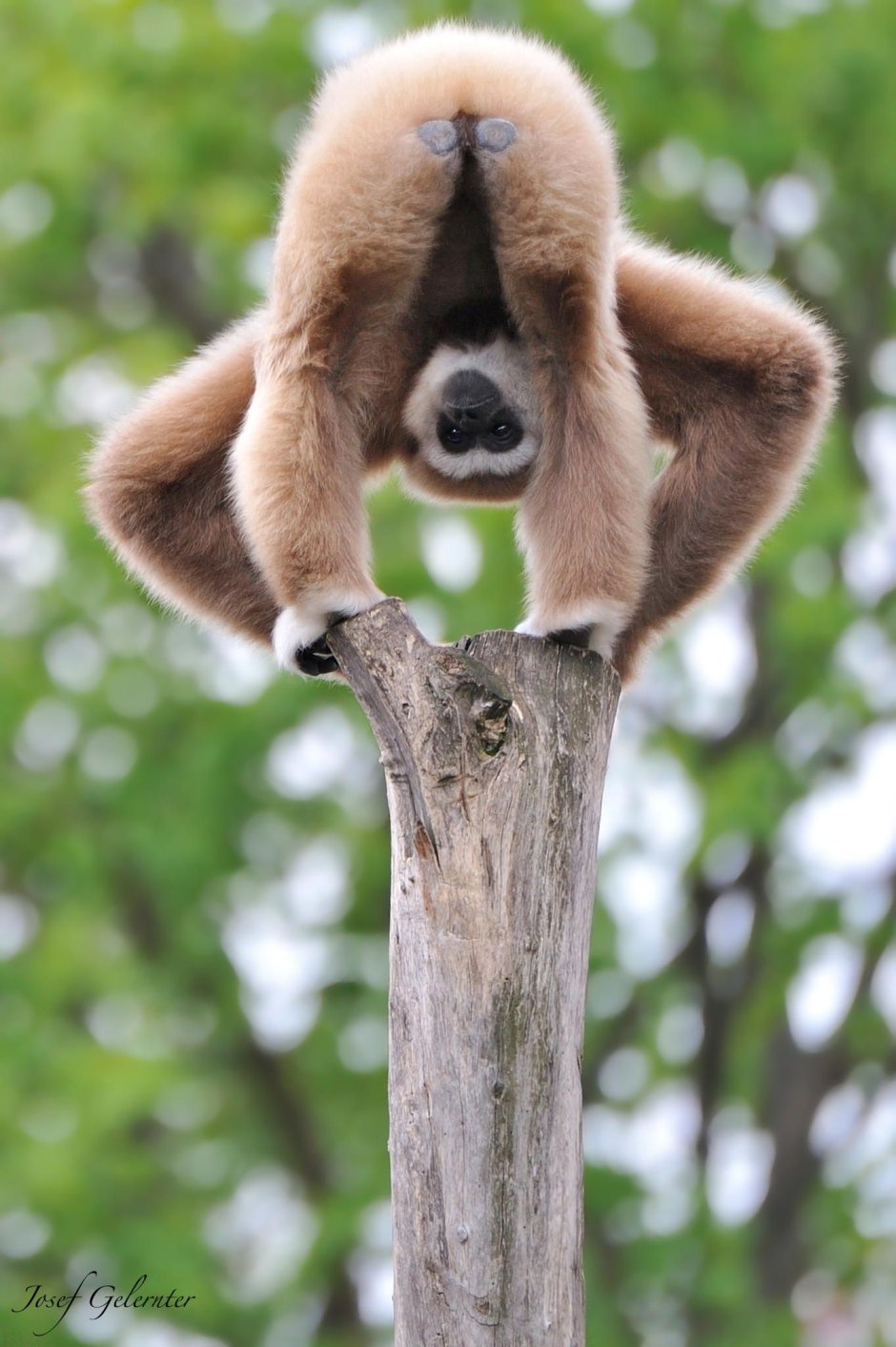 Белорукий Гиббон