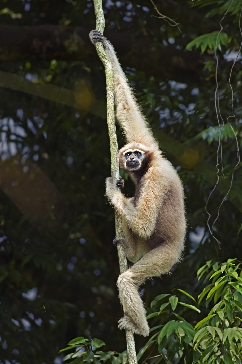Суматранский Гиббон