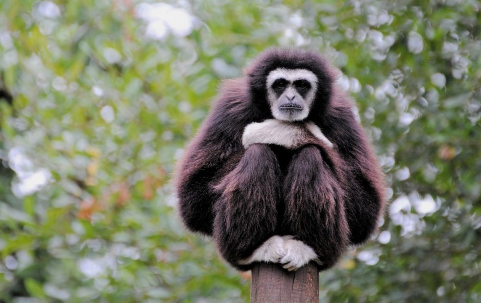 Карликовый Гиббон