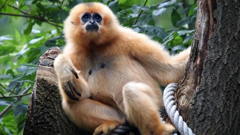 Черношапочный Гиббон