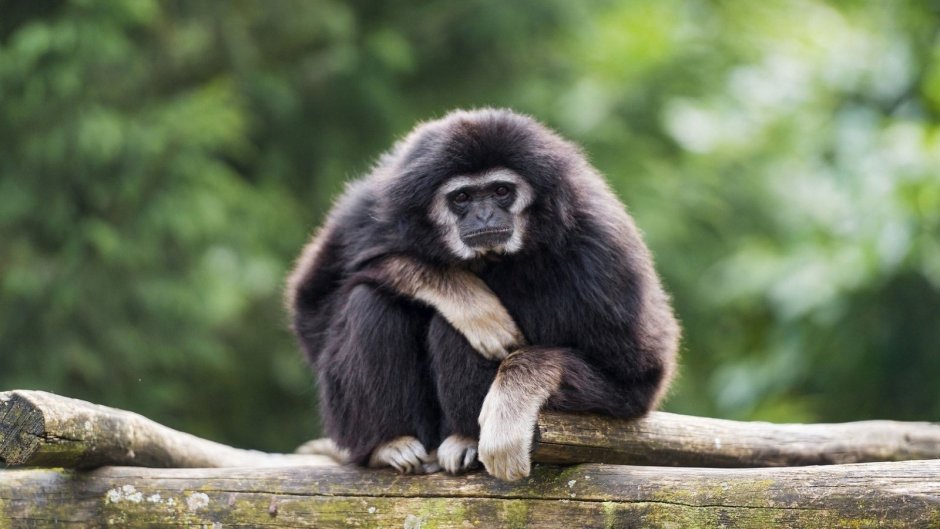 Обезьяна Гиббон