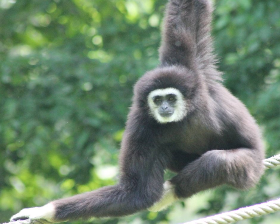 Белобровый Гиббон