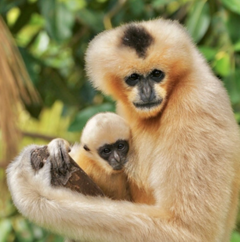 Белорукий Гиббон самец