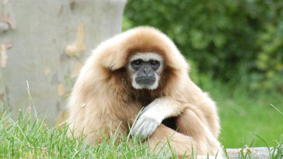 НФТ коллекция обезьянок