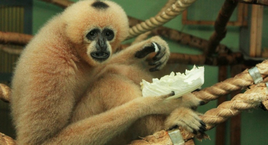 Гиббон зоопарк