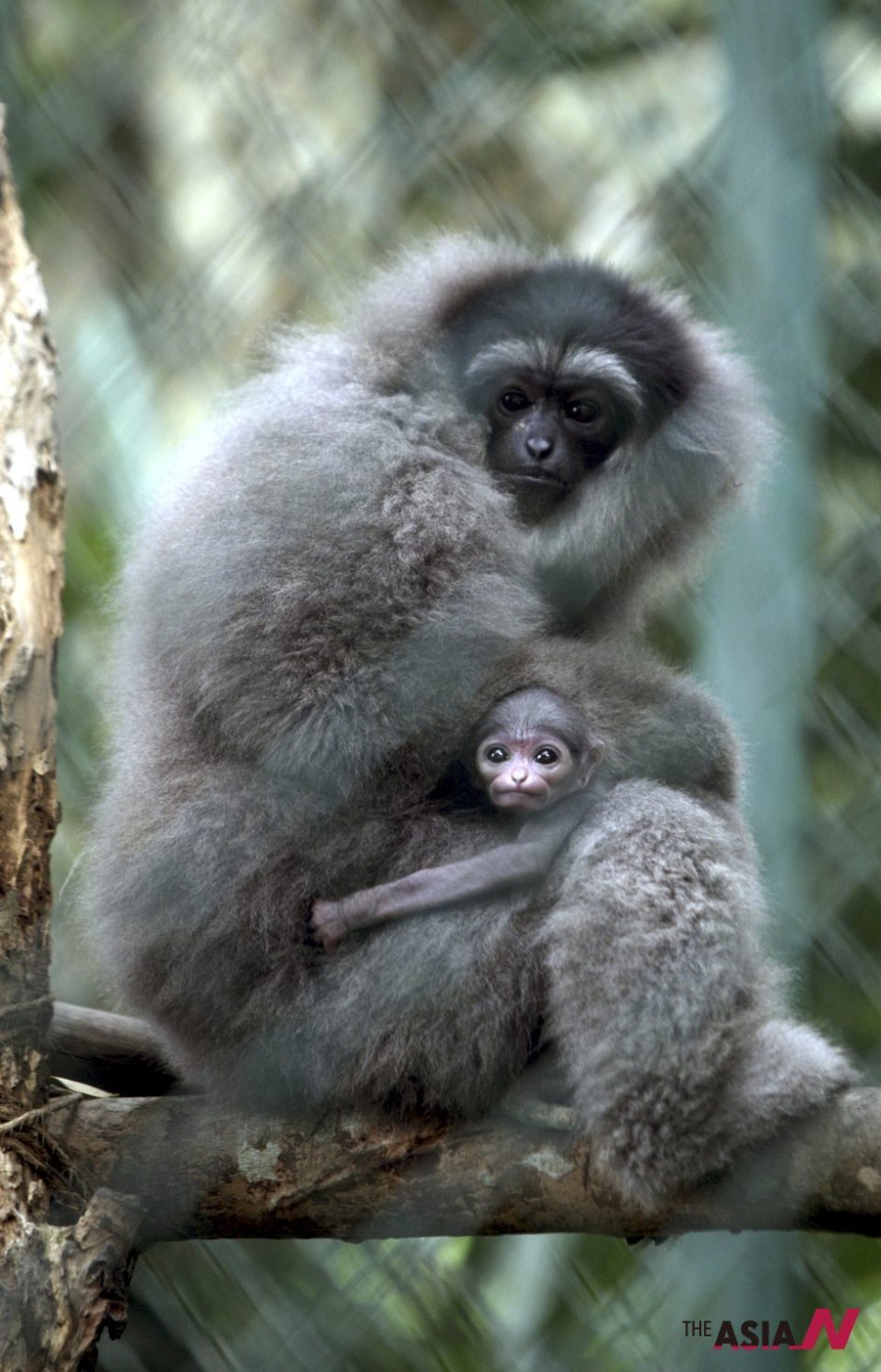 Голубой Гиббон