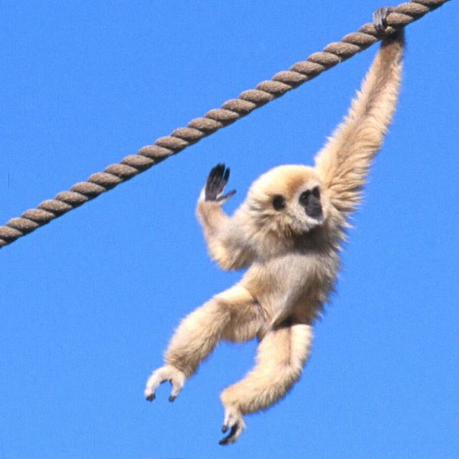 Обезьянка фото с драконом