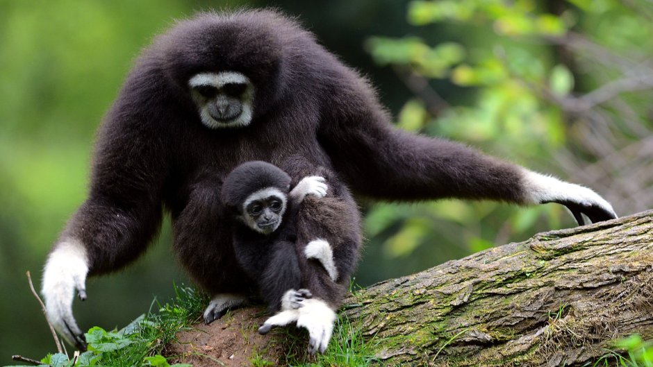 Черношапочный Гиббон