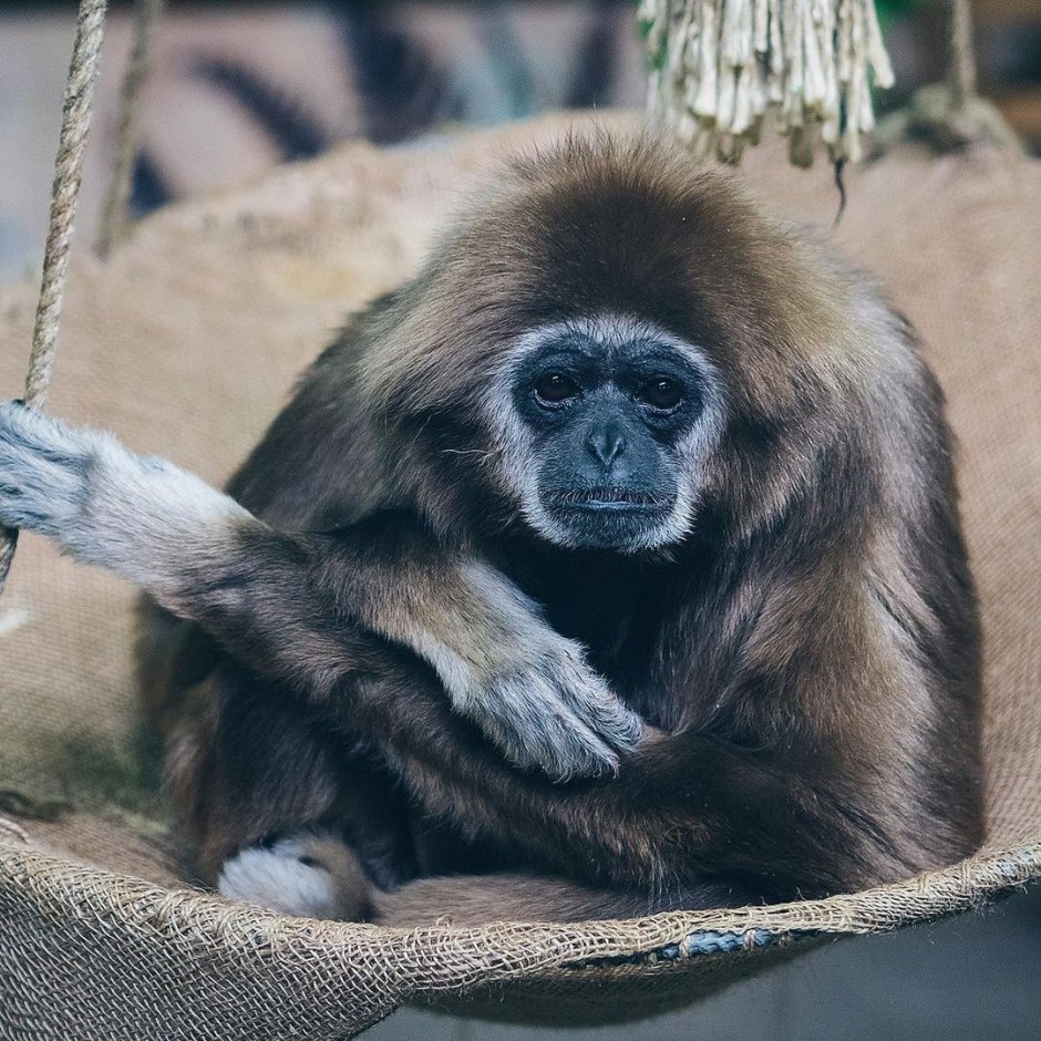 Белорусский Гиббон