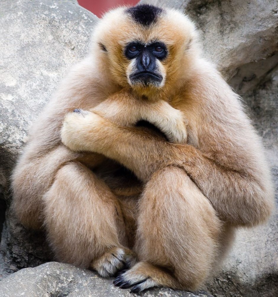 Длиннорукий Гиббон