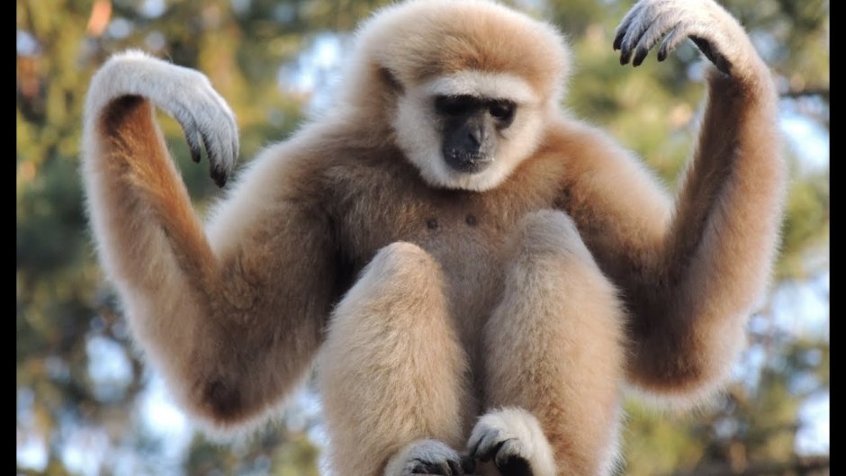 Розовый Гиббон