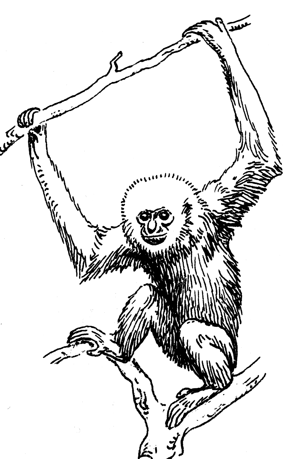 Графическое изображение обезьяны