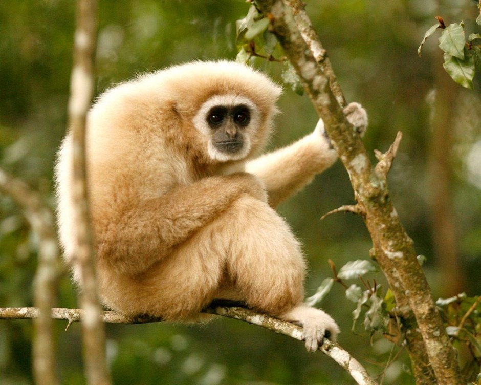 Желтощёкий хохлатый Гиббон