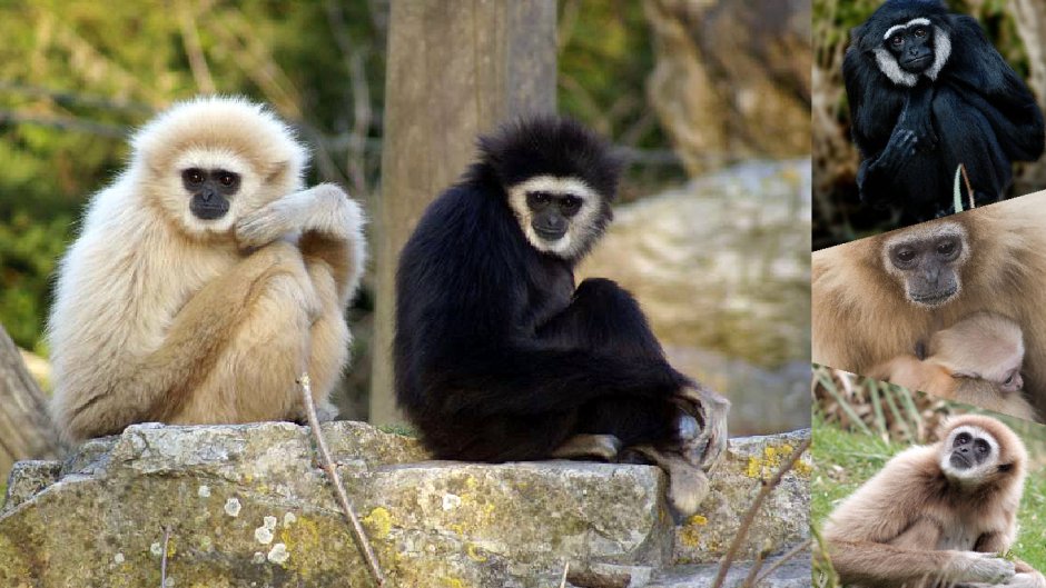 Белощекий Гиббон