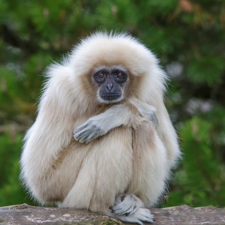 Обезьяна белорукий Гиббон