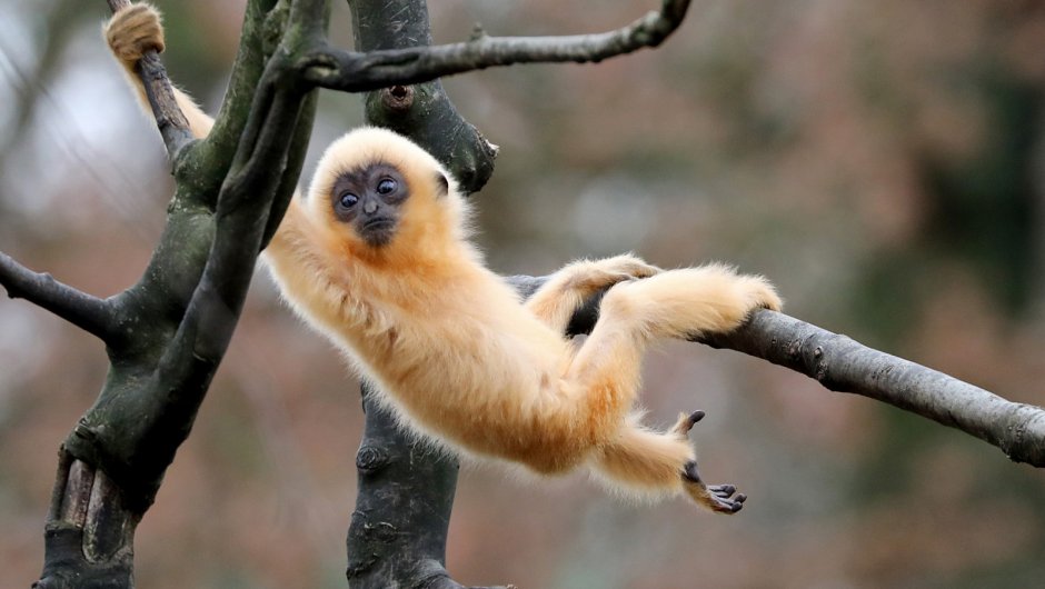 Гиббон Гарри Поттер