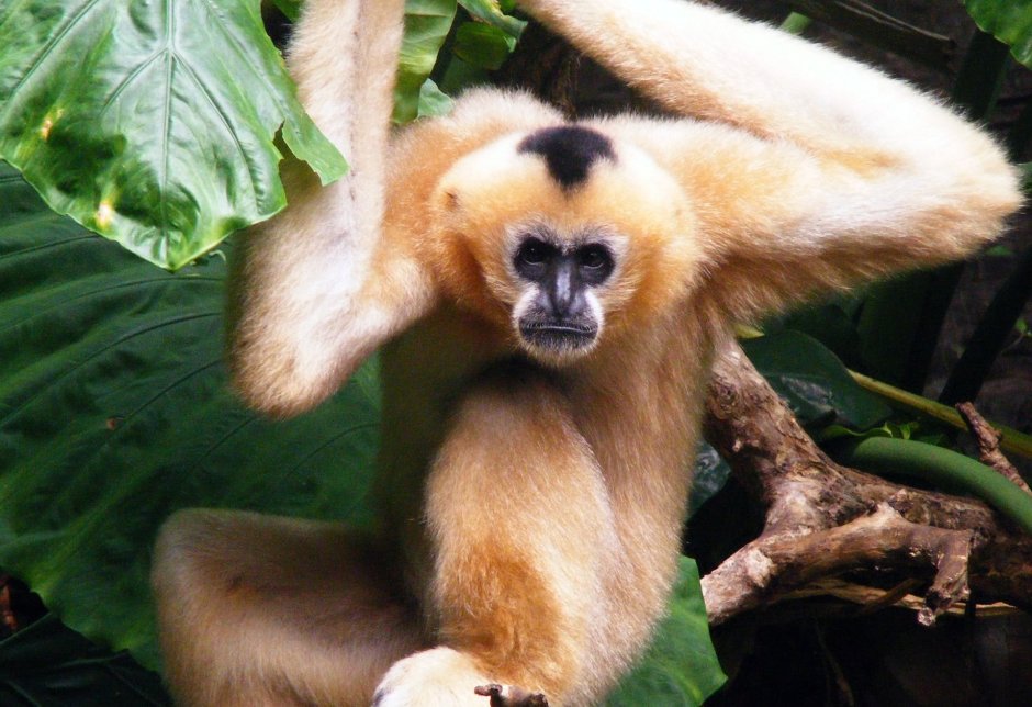 Гиббон Хайнань