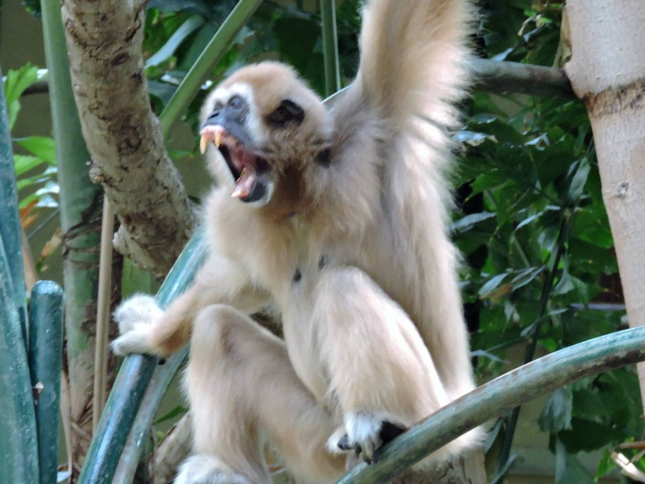 Белобровый Гиббон