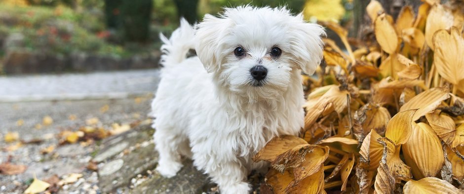 Diet Maltese