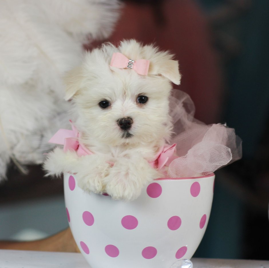 Мальтийская болонка Teacup