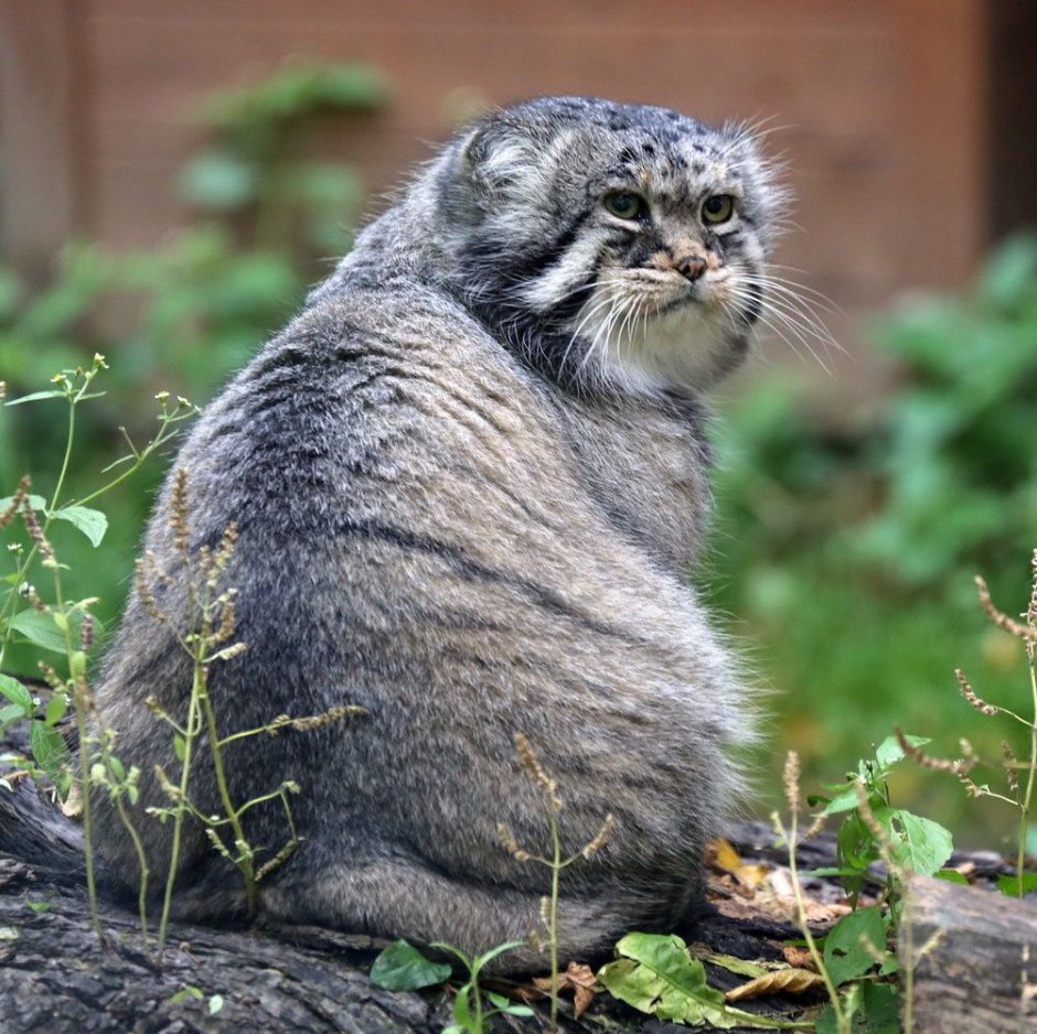 Кот Манул