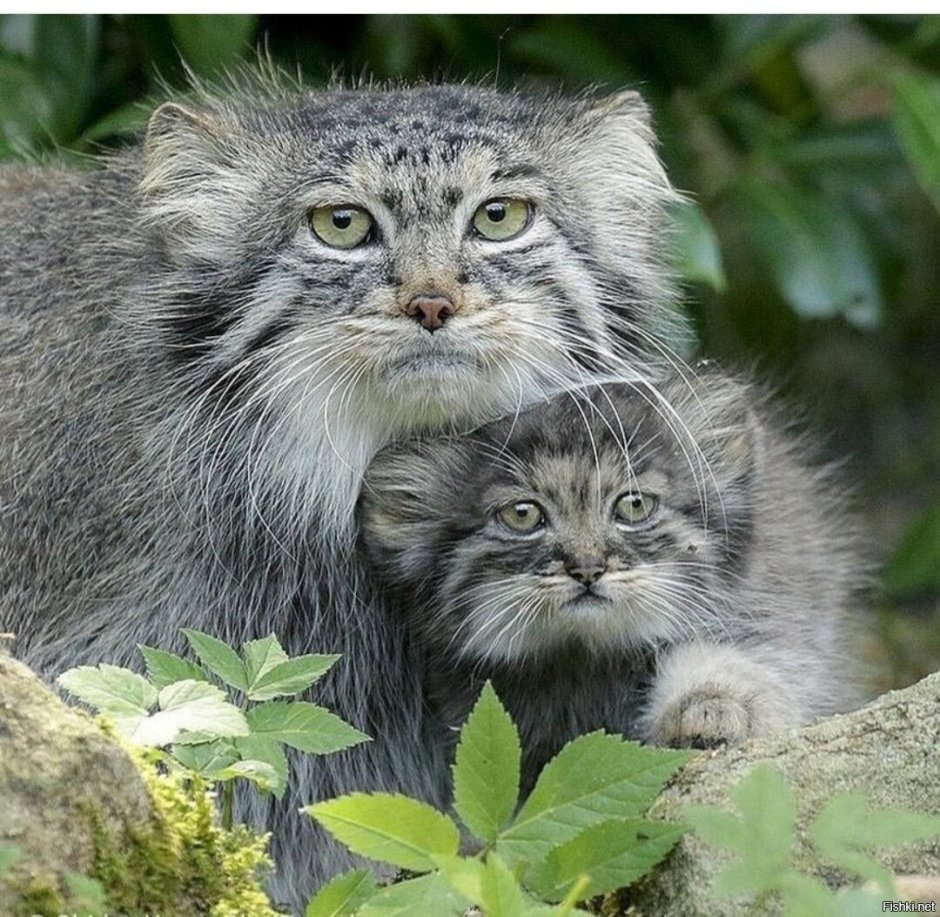 Манул котята