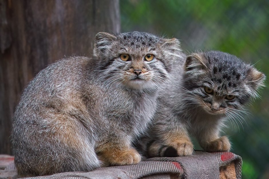 Кот Манул
