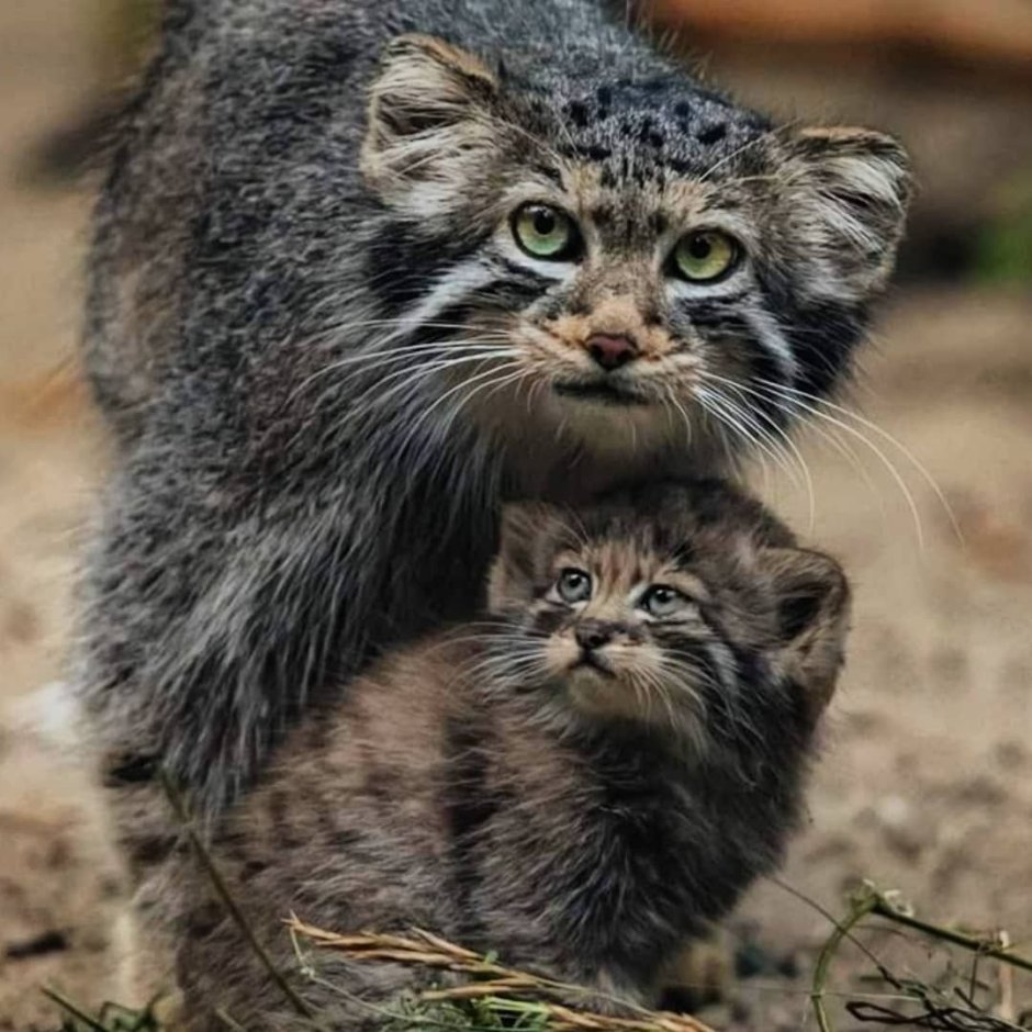Кот Манул